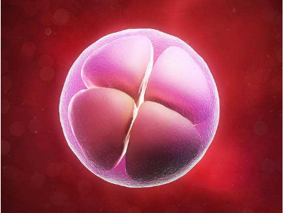 天津助孕品质,天津试管婴儿胚胎质量和胚胎碎片会影响成功率吗?